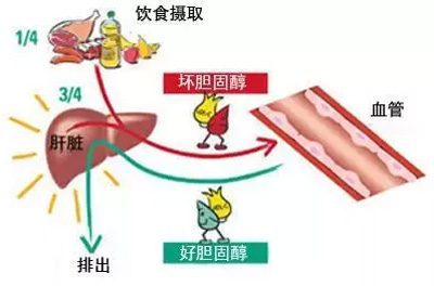 胆固醇2.jpg